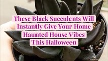 These Black Succulents Will Instantly Give Your Home Haunted House Vibes This Halloween