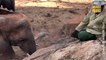 Elefanta que fue rescatada reconoce a su cuidador luego de varios años y le presenta a su pequeña cría