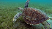 Tortues de Guadeloupe
