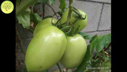 Mi jardin Mayo 2020 sobrevivio tromba __ Cosecha de tomate  Miralo completo!