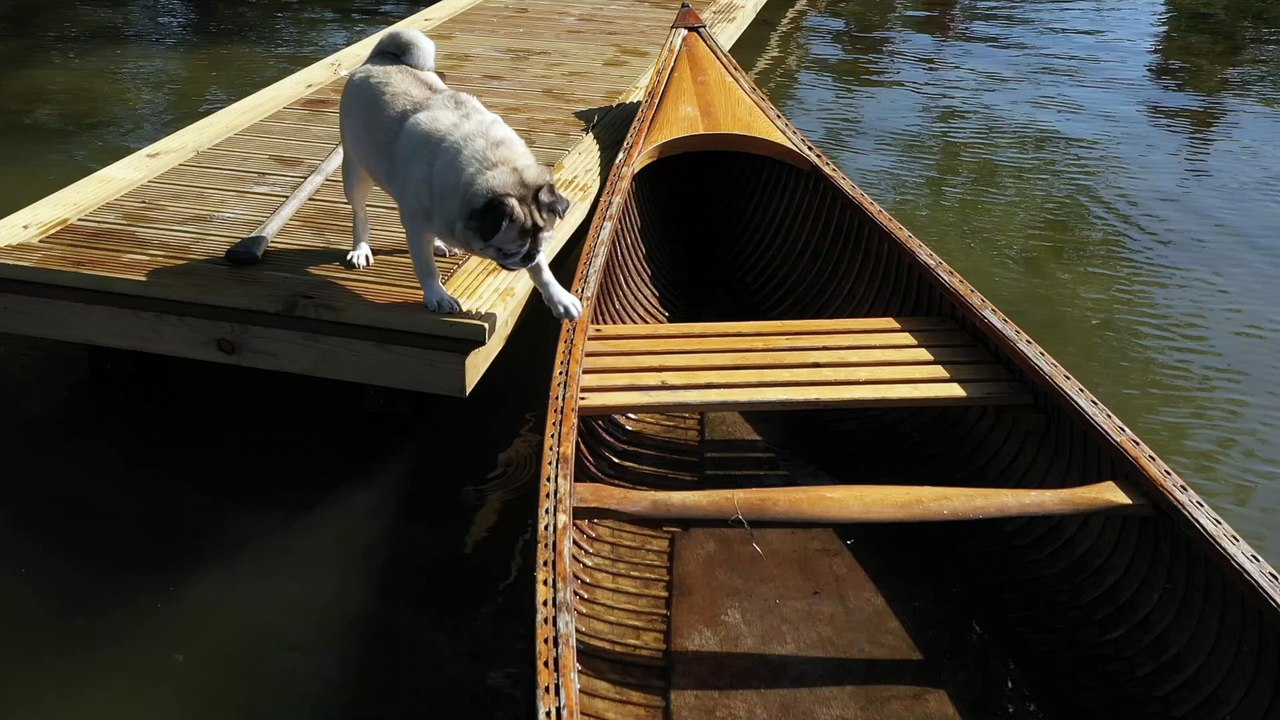 Pug Cannot Canoe