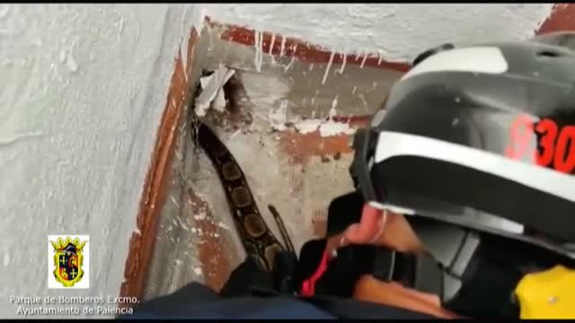 Espectacular rescate de una boa en Palencia