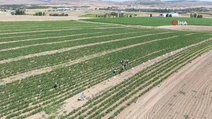 Ankara Büyükşehir Belediyesi, tarımda biyolojik mücadele dönemini başlattı