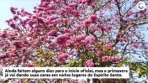 Ipê-rosa deixa praça florida e atrai moradores na Serra