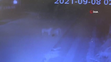 Grup halinde böyle daldılar, 50'den fazla tavuk ve ördeği telef ettiler