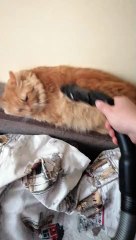 Kitty Enjoys Getting Groomed by Vacuum