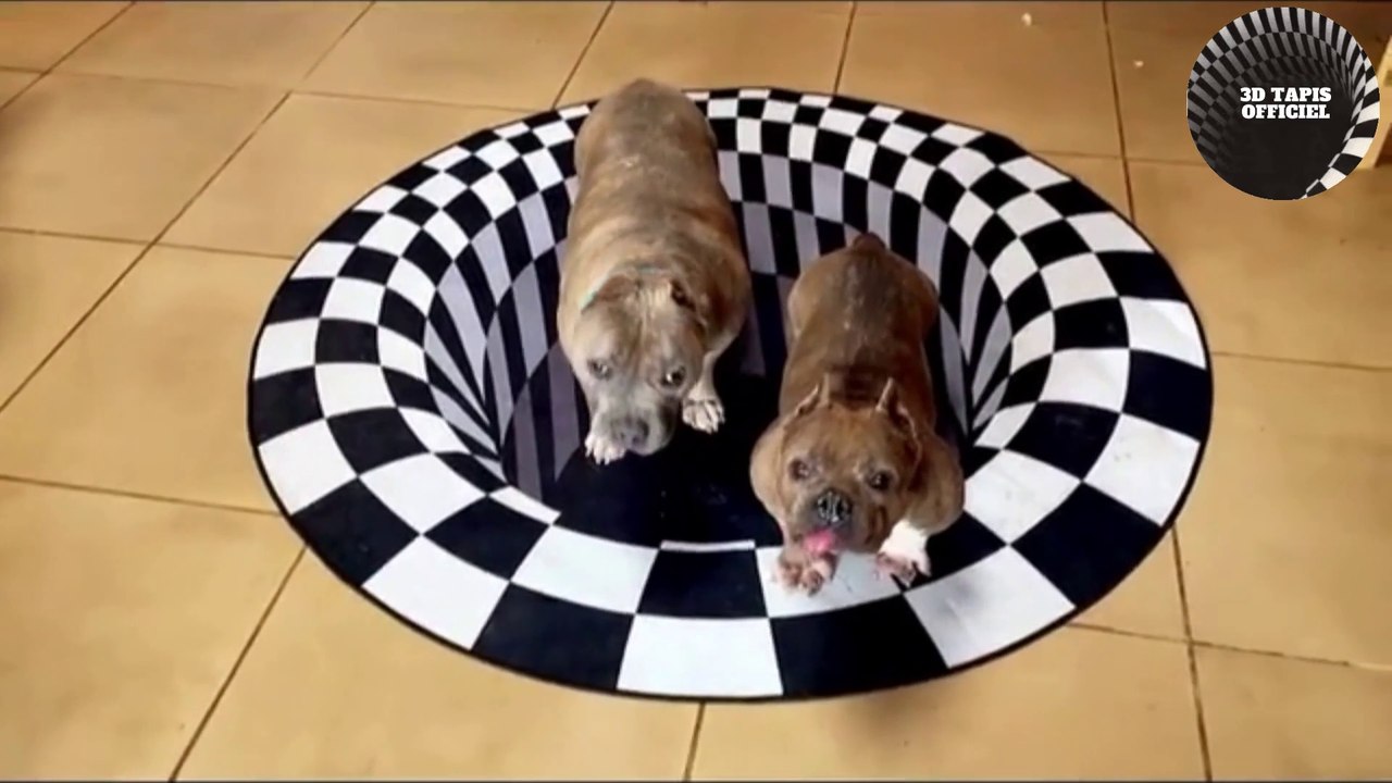 Funny Dog Videos 2021-vidéos chien-with the vortex illusion 3D #dogsfunny #dogsday #dogsfunnyvideo