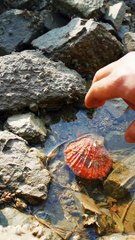 Natural Food - Cooking and eating  (2)