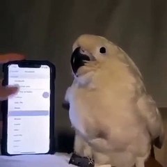 Ring tone At Ang Parrot