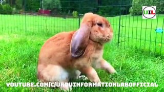 Hidden And Interesting Facts About Rabbits in Urdu_Hindi -- New Animal Documentary!