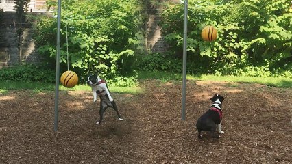 'Excited Dog Has a Blast Playing Tetherball for the First Time'