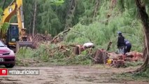 Plage publique  : l'abattage d'arbres à Mont-Choisy laisse perplexe