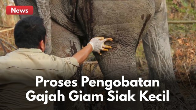ELEPHANT RESCUE !! TIM BBKSDA RIAU OBATI SEEKOR GAJAH YANG TERLUKA !!
