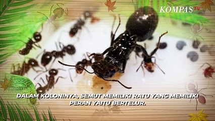 Ternyata Semut Memiliki Sistem Kasta dan Bisa Hidup Sampai 30 Tahun