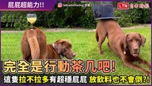 完全是行動茶几！拉拉屁股一翹秒變平穩桌面 放高腳杯也不會倒！