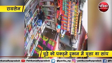 रायसेन :  सांप ने लगाई थी दुकानदार पर छलांग