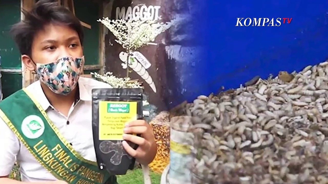Kreatif! Siswa SMP di Surabaya Sukses Ternak Maggot dari Limbah Sampah