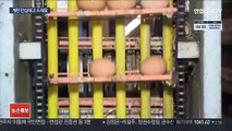 경기도, 계란 안전성 대폭 강화…항생제·식중독균 검사