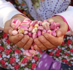 TARLADA 28, TEZGAHTA 120 LİRA