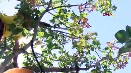 Tarlada 28, tezgahta 120 lira