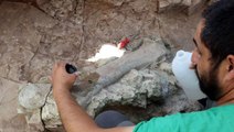 Tamı tamına 9 milyon yıllık! Çankırı'da Fillerin atalarına ait uyluk kemiği ve diş bulundu
