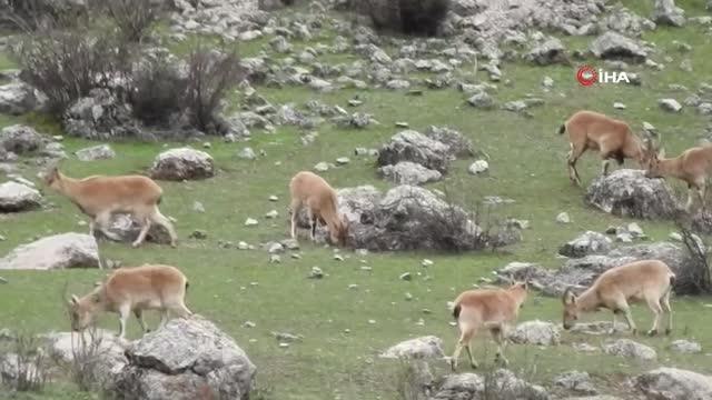 Munzur Dağı terörden temizlendi, yaylalar yaban keçilerine kaldı