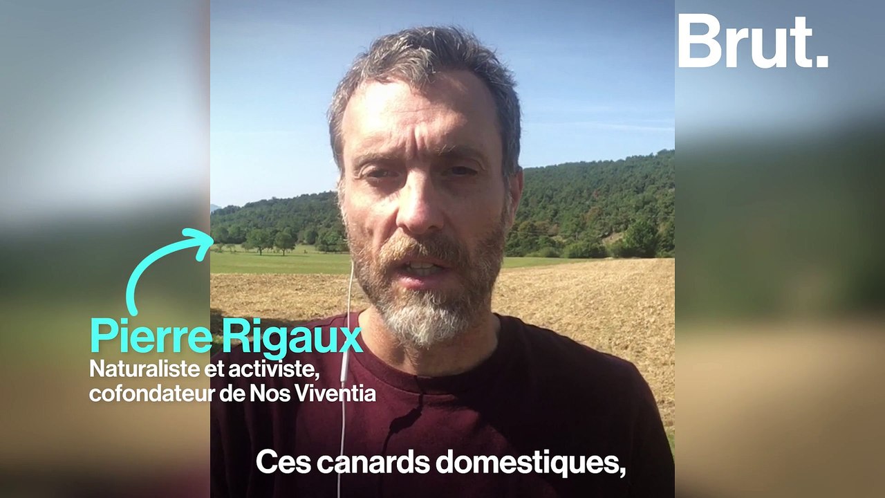 Chasse : c’est quoi les appelants ?