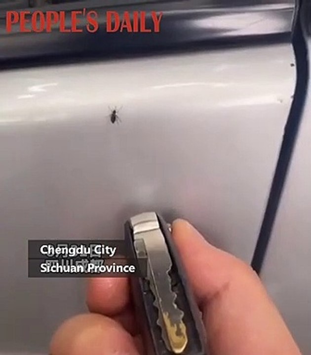 Araba Anahtarıyla Sinek Öldürmek