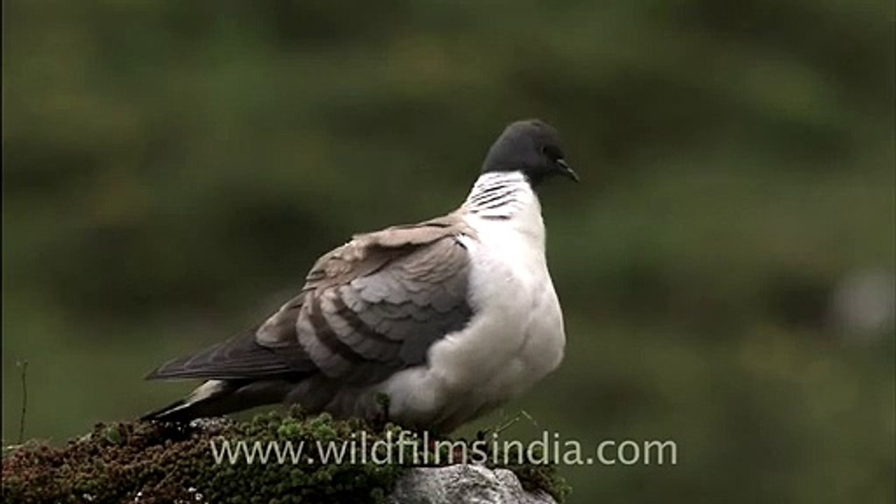 Snow Pigeon (Columba leuconota)
