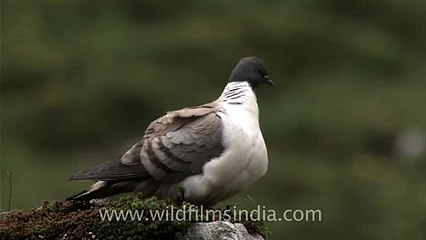Snow Pigeon (Columba leuconota)
