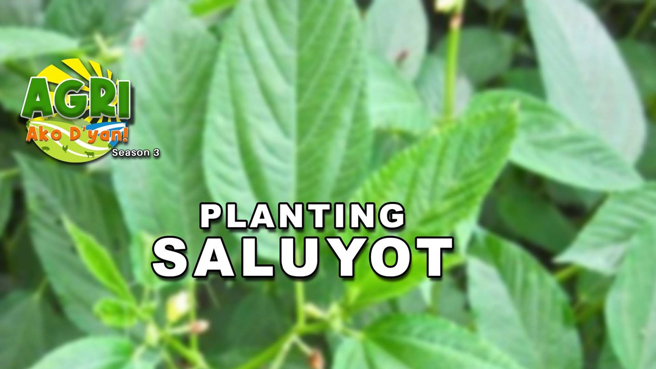 Saluyot Farming