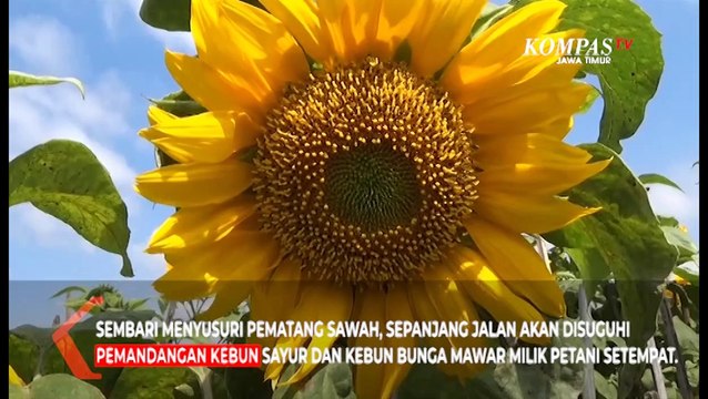 Sejuknya Wisata Kebun Bunga Matahari di Batu
