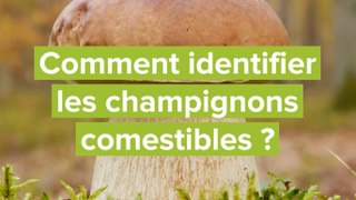 Comment identifier les champignons comestibles ?