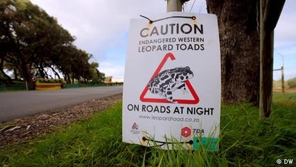 Saving toads with road crossings