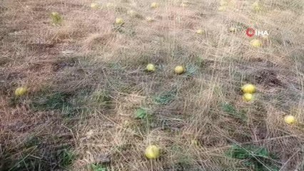 Armut pekmezinin lezzet yolculuğu