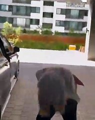 Sey Lalisa - Lisa & Rosé LALISA Dance