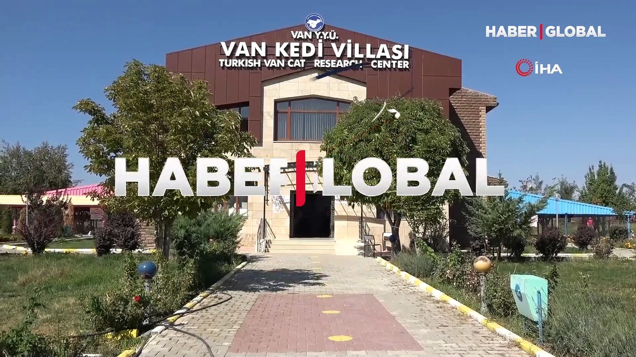 Helsinki Üniversitesi'nin Van kedisi araştırmasına Van Yüzüncü Yıl Üniversitesi'nden tepki: Unvanı asla kabul etmiyoruz