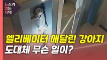 [뉴있저] 엘리베이터 문에 매달린 강아지...도대체 무슨 일이? / YTN