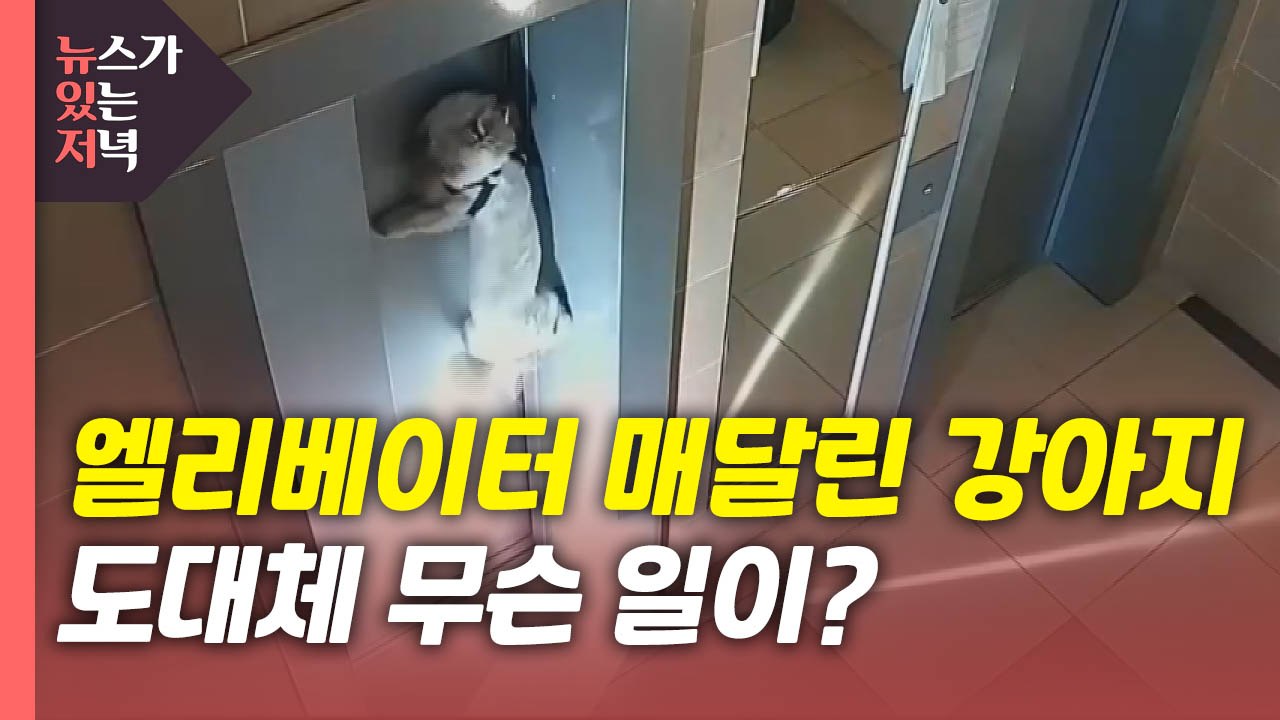 [뉴있저] 엘리베이터 문에 매달린 강아지...도대체 무슨 일이? / YTN