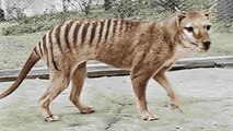 El extinto tigre de Tasmania a todo color, en un nuevo vídeo