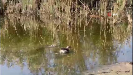 Tedavisi tamamlanan leylek ile karaboyunlu batağan doğaya salındı