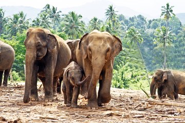 Los Big Five de Sri Lanka y dónde verlos