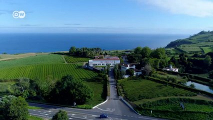 A plantação de chá mais antiga da Europa fica nos Açores