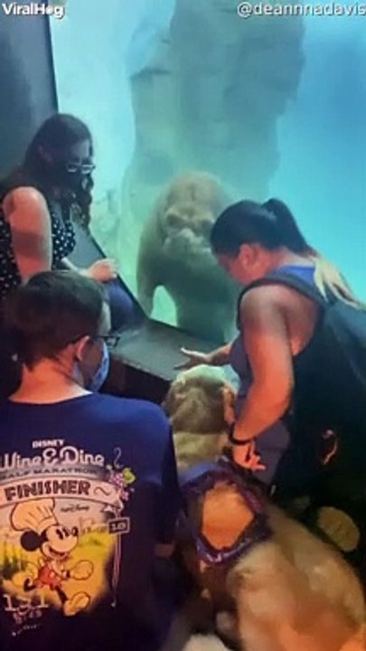 Walrus Stares at Service Dog