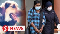Pet owner whose dog caused injury on girl in Taiping, pleads guilty