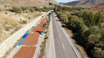 Fındık üreticileri ürünlerini kurutabilmek için kilometrelerce yol kat etti