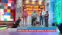 Emprendedor alteño confecciona trajes de seguridad para mascotas en el Alto