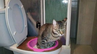 Cat sitting on the toilet