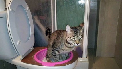 Cat sitting on the toilet