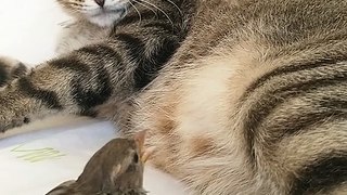 Cat's best friend sparrow